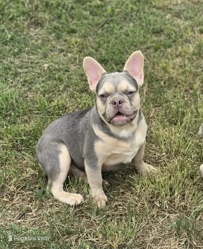 Lilac and tan Male  – French Bulldog puppy for sale in Seminole, OK
