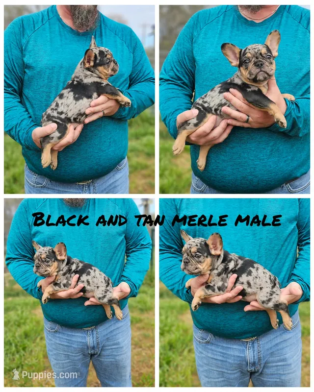 black and tan merle male  – French Bulldog puppy for sale in Seminole, OK