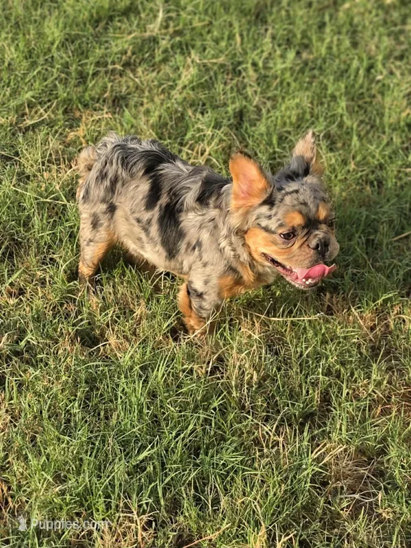 cocoa and tan merle male fluffy – French Bulldog puppy for sale in Seminole, OK