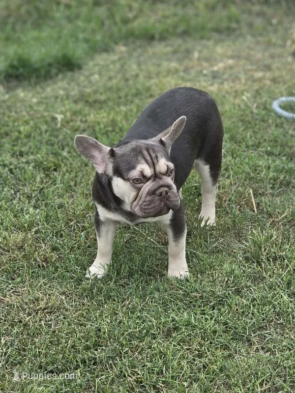 cocoa and tan merle BIG ROPE – French Bulldog puppy for sale in Seminole, OK