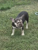 cocoa and tan merle BIG ROPE, a female French Bulldog for sale in Seminole, OK – 1 of 3