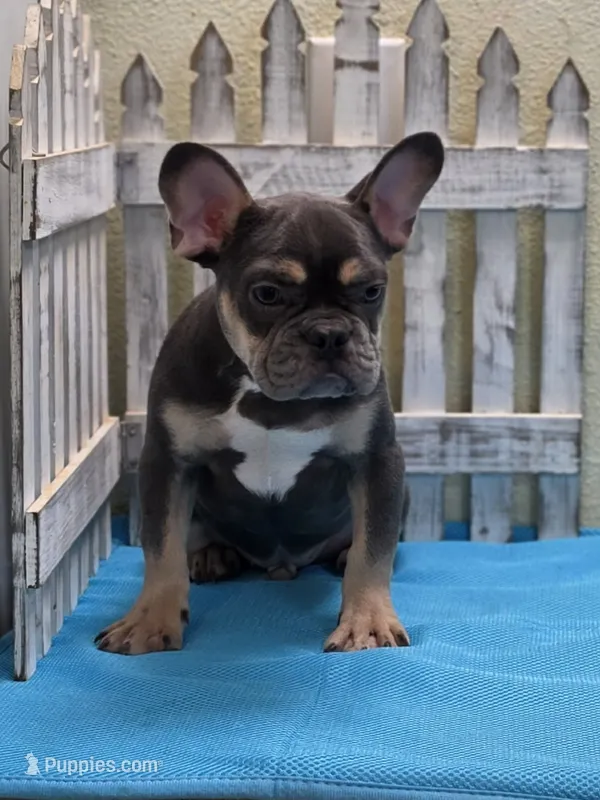 blue and tan M1 – French Bulldog puppy for sale in Seminole, OK