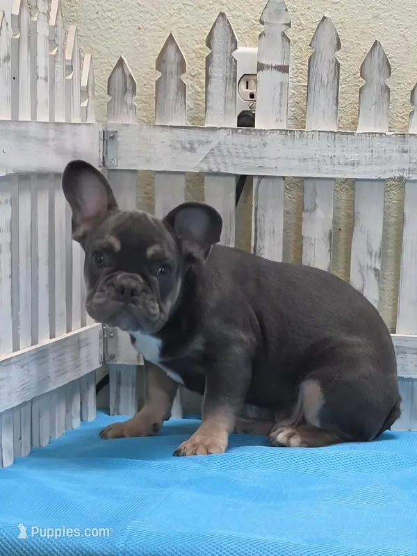 blue and tan M2 – French Bulldog puppy for sale in Seminole, OK