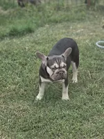 cocoa and tan merle BIG ROPE, a female French Bulldog for sale in Seminole, OK – 2 of 3