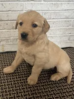 Max, a male Golden Retriever for sale in Cleveland, NC – Photo 2 of 2