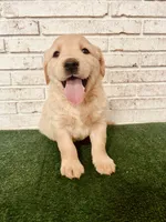 Lucy/Max, a female Golden Retriever for sale in Cleveland, NC – Photo 2 of 2