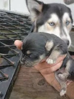 Puppy number 1, a male Alaskan Husky for sale in Nichols, SC – Photo 2 of 2