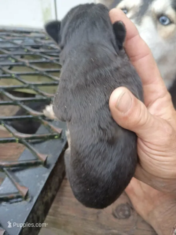 Puppy number 1 – Alaskan Husky puppy for sale in Nichols, SC