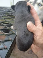 Puppy number 1, a male Alaskan Husky for sale in Nichols, SC – Photo 1 of 2