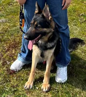 Ares, a male German Shepherd Dog for sale in Portland, OR – 2 of 4