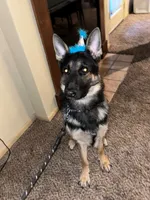 Ares, a male German Shepherd Dog for sale in Portland, OR – 3 of 4