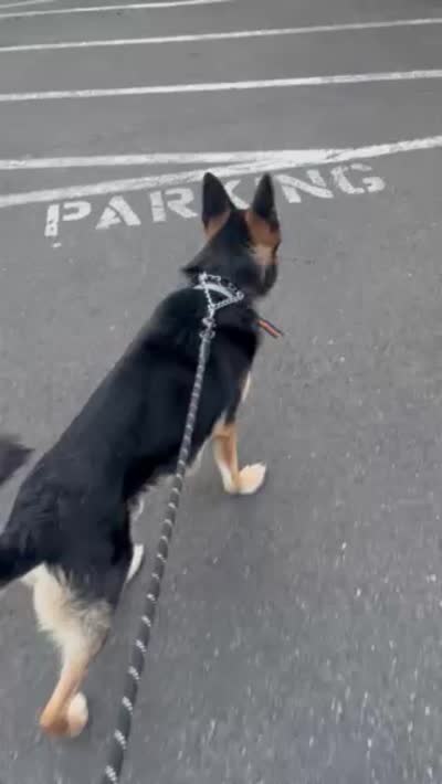 Ares, a male German Shepherd Dog for sale in Portland, OR – 4 of 4