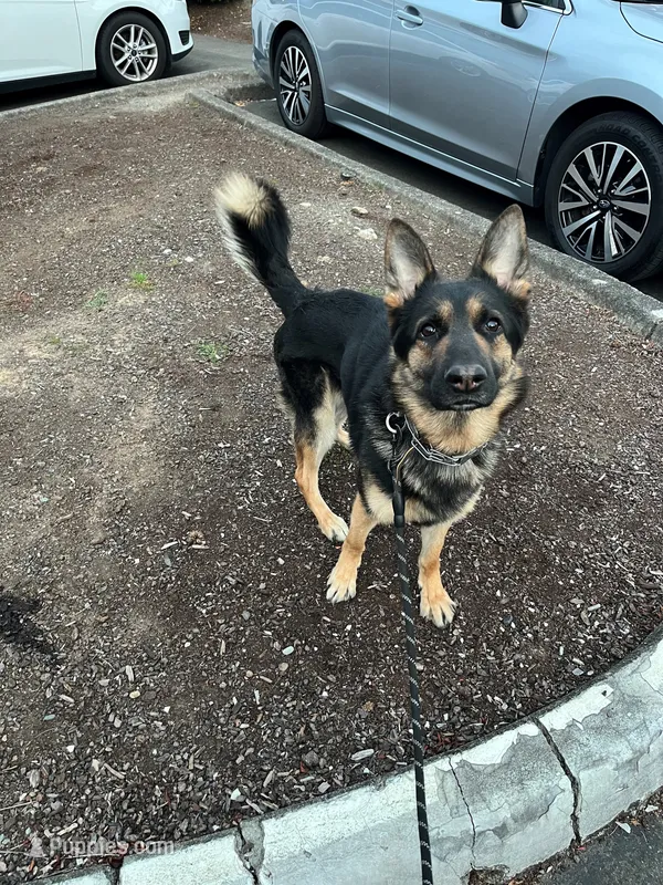 Ares – German Shepherd Dog puppy for sale in Portland, OR