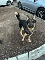 Ares, a male German Shepherd Dog for sale in Portland, OR – 1 of 4