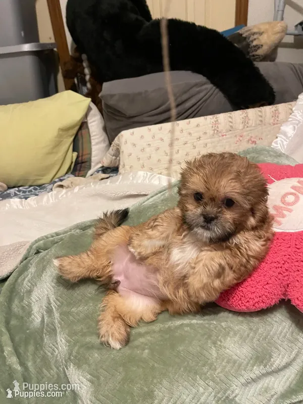Pretty Lulu – Shih Tzu puppy for sale in Mobile, AL