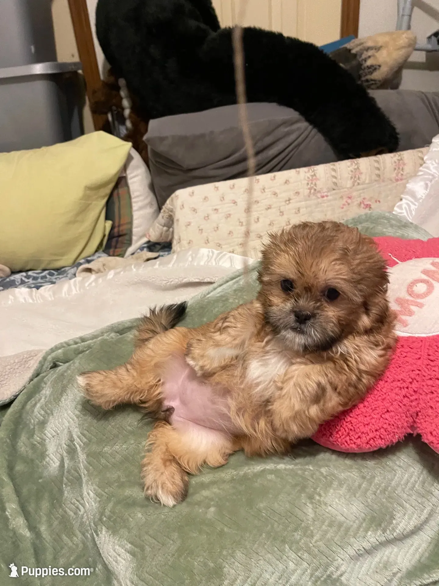 Pretty Lulu, a female Shih Tzu for sale in Mobile, AL – 1 of 7