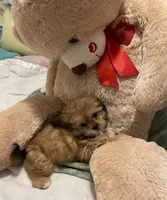 Romeo, a male Shih Tzu for sale in Mobile, AL – 6 of 9