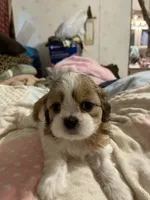 Dusty , a female Shih Tzu for sale in Mobile, AL – 2 of 2