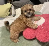 Pretty Lulu, a female Shih Tzu for sale in Mobile, AL – 3 of 7