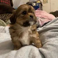 Romeo, a male Shih Tzu for sale in Mobile, AL – 1 of 4