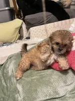 Pretty Lulu, a female Shih Tzu for sale in Mobile, AL – 7 of 7