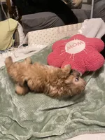 Pretty Lulu, a female Shih Tzu for sale in Mobile, AL – 2 of 7