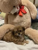 Romeo, a male Shih Tzu for sale in Mobile, AL – 8 of 9