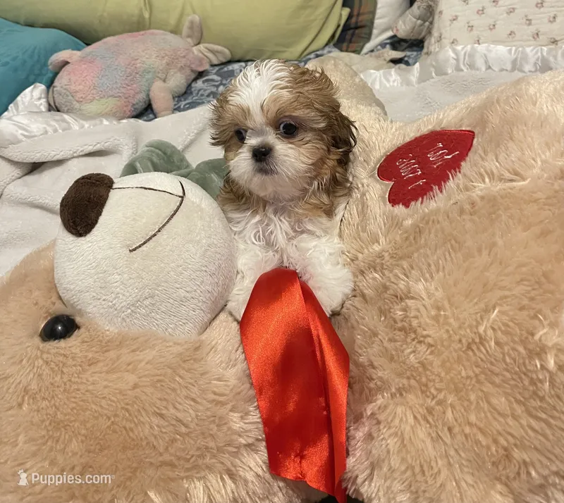 Dusty  – Shih Tzu puppy for sale in Mobile, AL