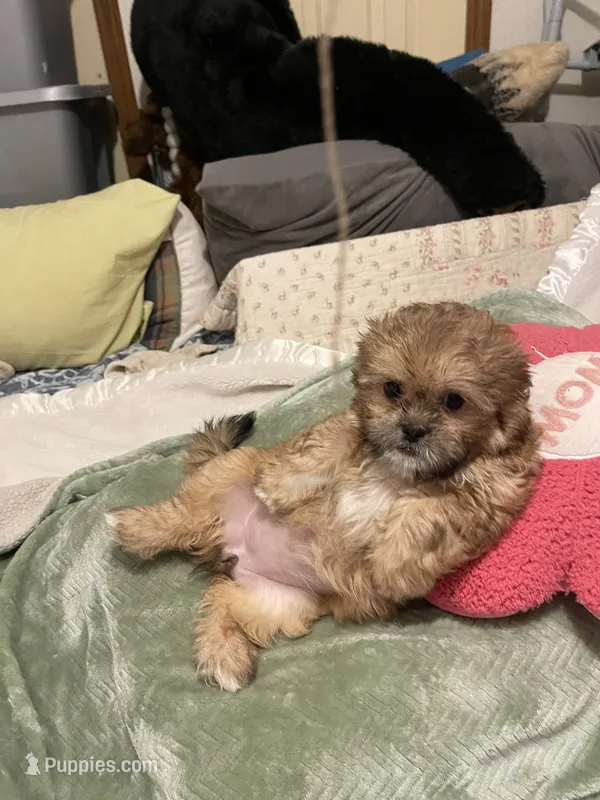 Lulu – Shih Tzu puppy for sale in Mobile, AL