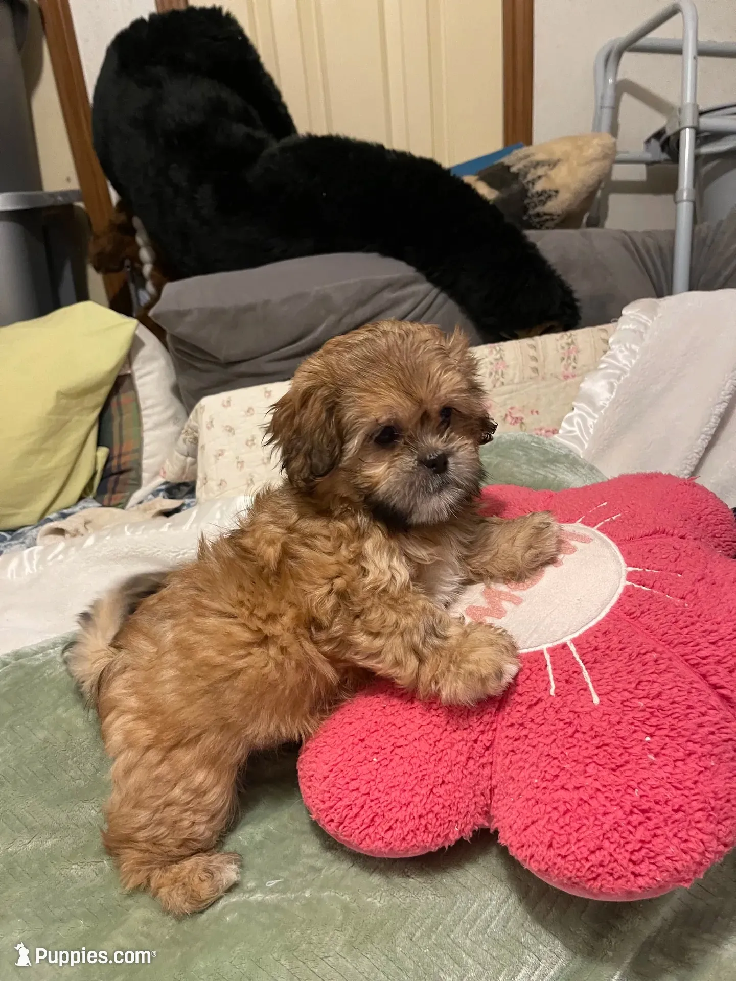 Pretty Lulu, a female Shih Tzu for sale in Mobile, AL – 4 of 7
