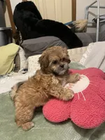 Pretty Lulu, a female Shih Tzu for sale in Mobile, AL – 4 of 7