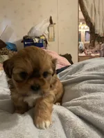 Romeo, a male Shih Tzu for sale in Mobile, AL – 2 of 4