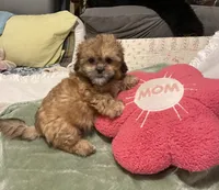 Pretty Lulu, a female Shih Tzu for sale in Mobile, AL – 5 of 7