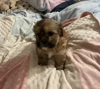 Lulu, a female Shih Tzu for sale in Mobile, AL – 3 of 3