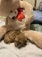 Romeo, a male Shih Tzu for sale in Mobile, AL – 9 of 9