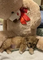 Romeo, a male Shih Tzu for sale in Mobile, AL – 7 of 9