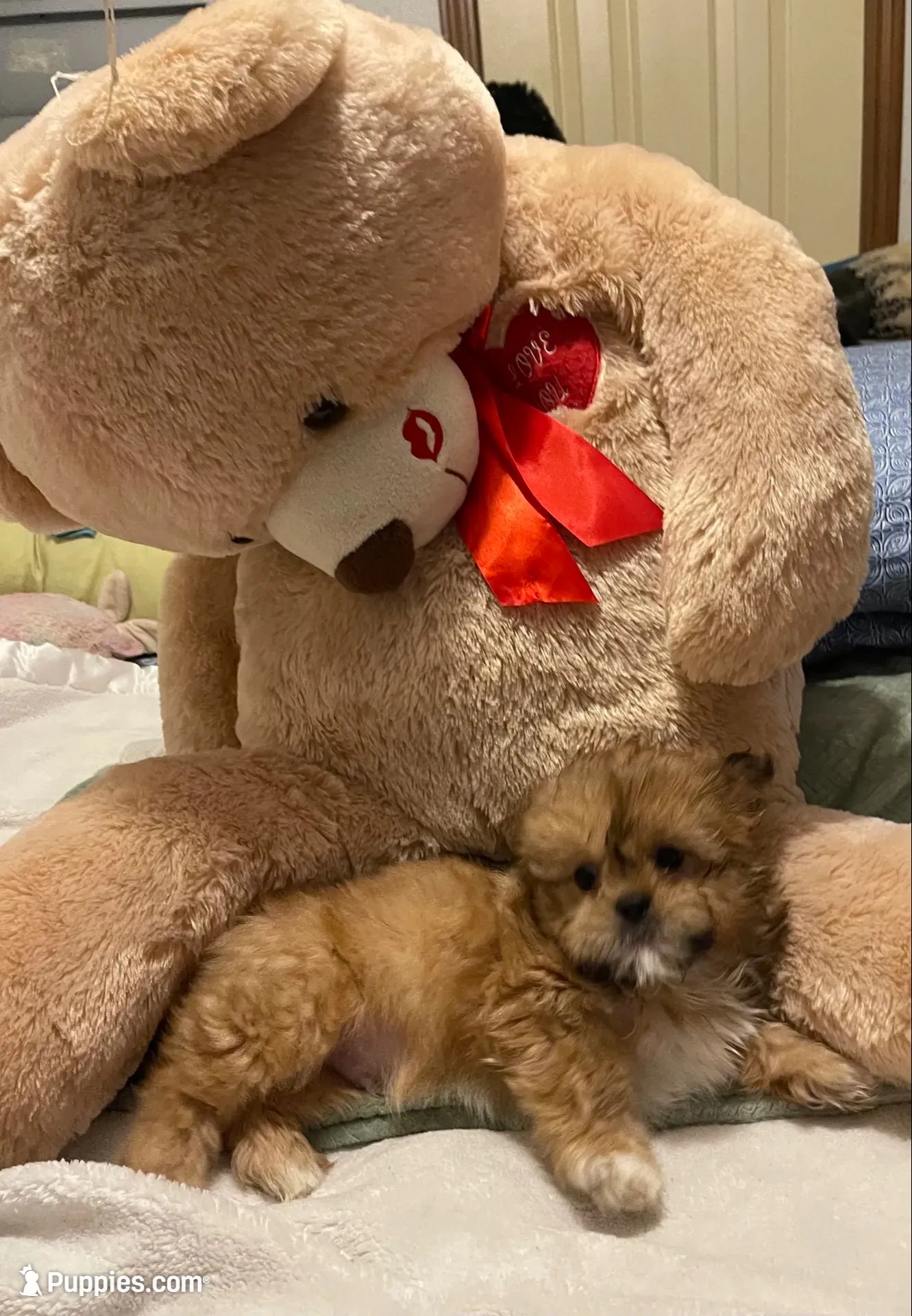 Romeo, a male Shih Tzu for sale in Mobile, AL – 1 of 9