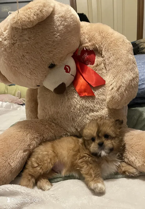 Romeo – Shih Tzu puppy for sale in Mobile, AL