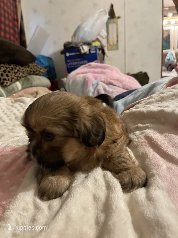 Lulu – Shih Tzu puppy for sale in Mobile, AL