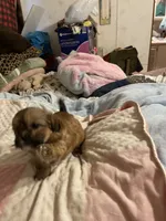Lulu, a female Shih Tzu for sale in Mobile, AL – 2 of 3