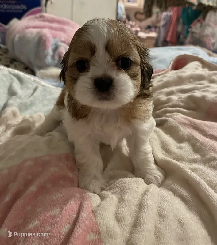 Dusty  – Shih Tzu puppy for sale in Mobile, AL