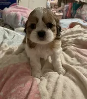 Dusty , a female Shih Tzu for sale in Mobile, AL – 1 of 2