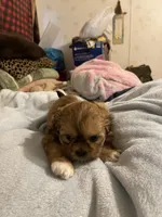 Romeo, a male Shih Tzu for sale in Mobile, AL – 4 of 4
