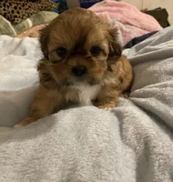Romeo, a male Shih Tzu for sale in Mobile, AL – 3 of 4