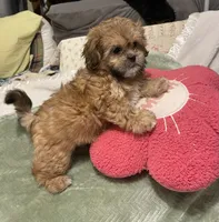 Pretty Lulu, a female Shih Tzu for sale in Mobile, AL – 6 of 7