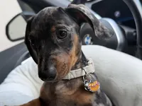 Chapo, a male Miniature Dachshund for sale in Riverside, CA – Photo 3 of 4