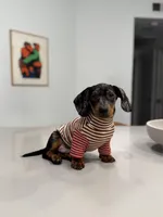 Chapo, a male Miniature Dachshund for sale in Riverside, CA – Photo 2 of 4