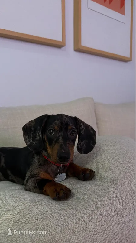 Chapo – Miniature Dachshund puppy for sale in Riverside, CA