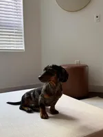 Chapo, a male Miniature Dachshund for sale in Riverside, CA – Photo 4 of 4