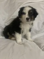 Hank, a male Border Collie and Miniature Australian Shepherd for sale in Brownwood, TX – Photo 7 of 8